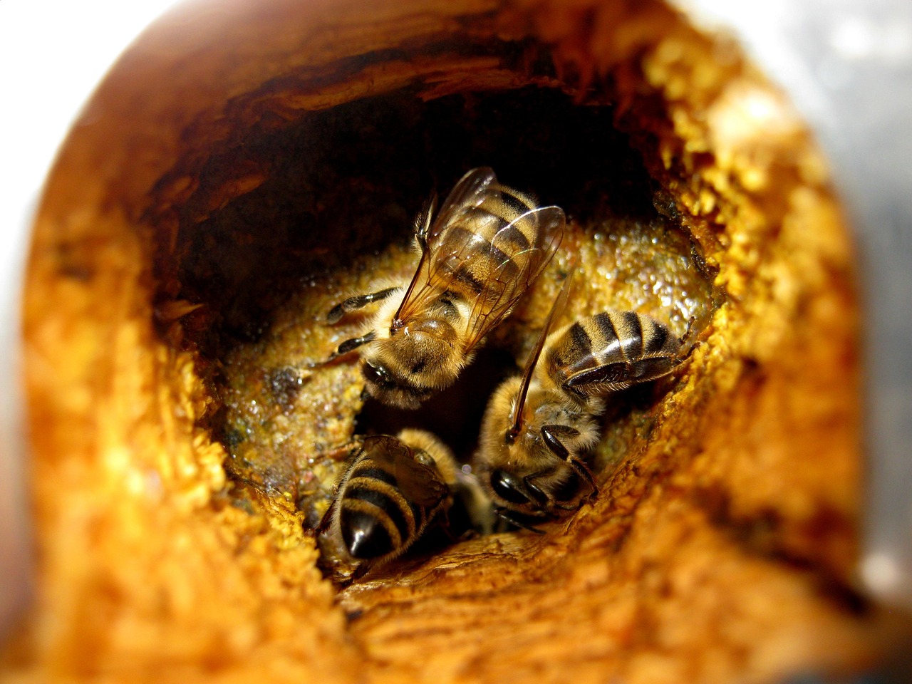 Propolis